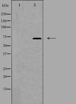 FZD1 Antibody in Western Blot (WB)