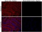 Galectin 9 Antibody in Immunohistochemistry (Paraffin) (IHC (P))