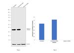 Galectin 9 Antibody