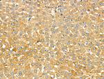 Galectin 9 Antibody in Immunohistochemistry (Paraffin) (IHC (P))