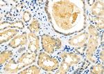 GALNS Antibody in Immunohistochemistry (Paraffin) (IHC (P))