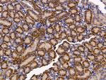 CXCL6 Antibody in Immunohistochemistry (Paraffin) (IHC (P))