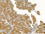 MSTN Antibody in Immunohistochemistry (Paraffin) (IHC (P))