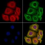 GFR alpha-2 Antibody in Immunocytochemistry (ICC/IF)