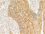 GFR alpha-2 Antibody in Immunohistochemistry (Paraffin) (IHC (P))