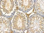 GFR alpha-2 Antibody in Immunohistochemistry (Paraffin) (IHC (P))