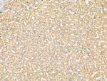 GFR alpha-2 Antibody in Immunohistochemistry (Paraffin) (IHC (P))