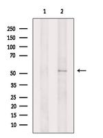 GFR alpha-2 Antibody in Western Blot (WB)