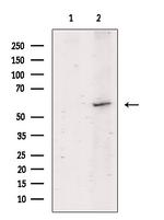 CRG-L2 Antibody in Western Blot (WB)