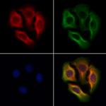 GLRA2 Antibody in Immunocytochemistry (ICC/IF)