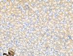 GLRA2 Antibody in Immunohistochemistry (Paraffin) (IHC (P))