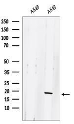 GLRX2 Antibody in Western Blot (WB)