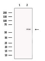 GLUT5 Antibody in Western Blot (WB)