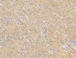 Glutaminase Antibody in Immunohistochemistry (Paraffin) (IHC (P))