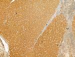 Glutaminase Antibody in Immunohistochemistry (Paraffin) (IHC (P))