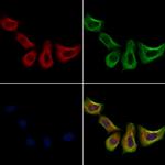 CD235a Antibody in Immunocytochemistry (ICC/IF)