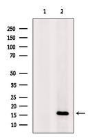 CD235a Antibody in Western Blot (WB)