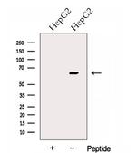 Glypican 1 Antibody in Western Blot (WB)