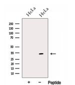 GNPDA1 Antibody in Western Blot (WB)