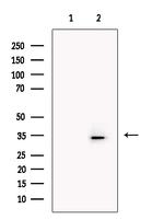 ZDHC3 Antibody in Western Blot (WB)