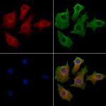 GOLGA3 Antibody in Immunocytochemistry (ICC/IF)