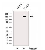 GOLGA3 Antibody in Western Blot (WB)