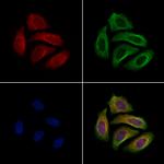 GP340 Antibody in Immunocytochemistry (ICC/IF)