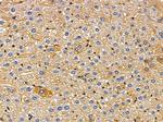 GPR182 Antibody in Immunohistochemistry (Paraffin) (IHC (P))