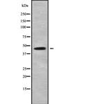 GPR182 Antibody in Western Blot (WB)