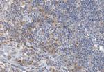 GZMB/GZMH Antibody in Immunohistochemistry (Paraffin) (IHC (P))