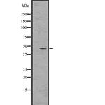 HAPLN1 Antibody in Western Blot (WB)