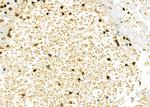 TIM-3 Antibody in Immunohistochemistry (Paraffin) (IHC (P))