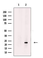 HBEGF Antibody in Western Blot (WB)