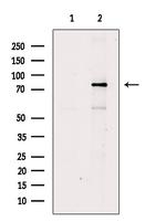 HCLS1 Antibody in Western Blot (WB)