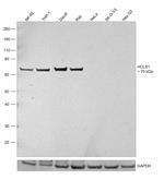 HCLS1 Antibody in Western Blot (WB)