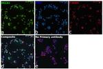 HCLS1 Antibody in Immunocytochemistry (ICC/IF)