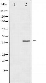 HDAC8 Antibody in Western Blot (WB)