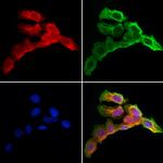 HGF Antibody in Immunocytochemistry (ICC/IF)