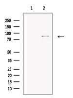 HHIP Antibody in Western Blot (WB)