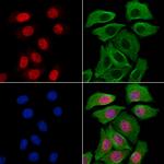 HMBOX1 Antibody in Immunocytochemistry (ICC/IF)