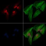 HMGB3 Antibody in Immunocytochemistry (ICC/IF)