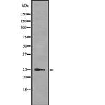 HMGB3 Antibody in Western Blot (WB)