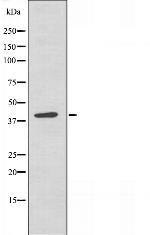 RBMX Antibody in Western Blot (WB)