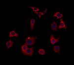 HOMER1 Antibody in Immunocytochemistry (ICC/IF)