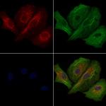 HRH2 Antibody in Immunocytochemistry (ICC/IF)