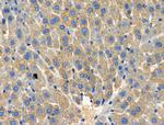 HSD11B1 Antibody in Immunohistochemistry (Paraffin) (IHC (P))