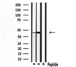 Ihh Antibody in Western Blot (WB)