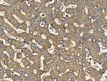 IL-12 p70 Antibody in Immunohistochemistry (Paraffin) (IHC (P))