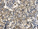 IL-12 p70 Antibody in Immunohistochemistry (Paraffin) (IHC (P))