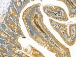 IL-12 p40 Antibody in Immunohistochemistry (Paraffin) (IHC (P))